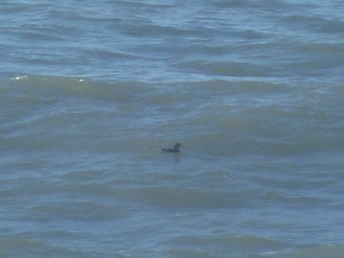 ヨーロッパクロガモ - ML644211317