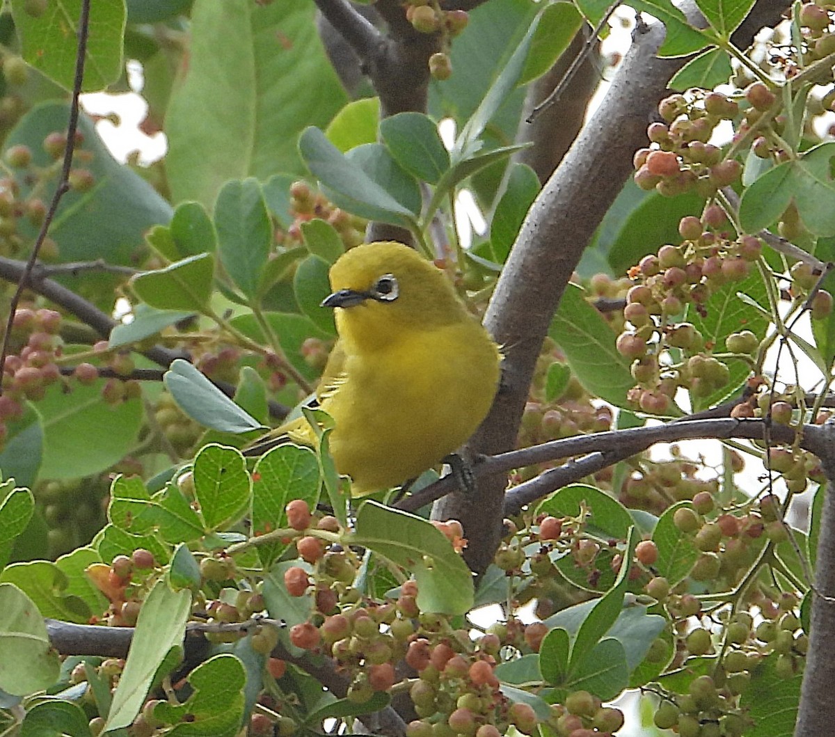 Southern Yellow White-eye - ML644211333