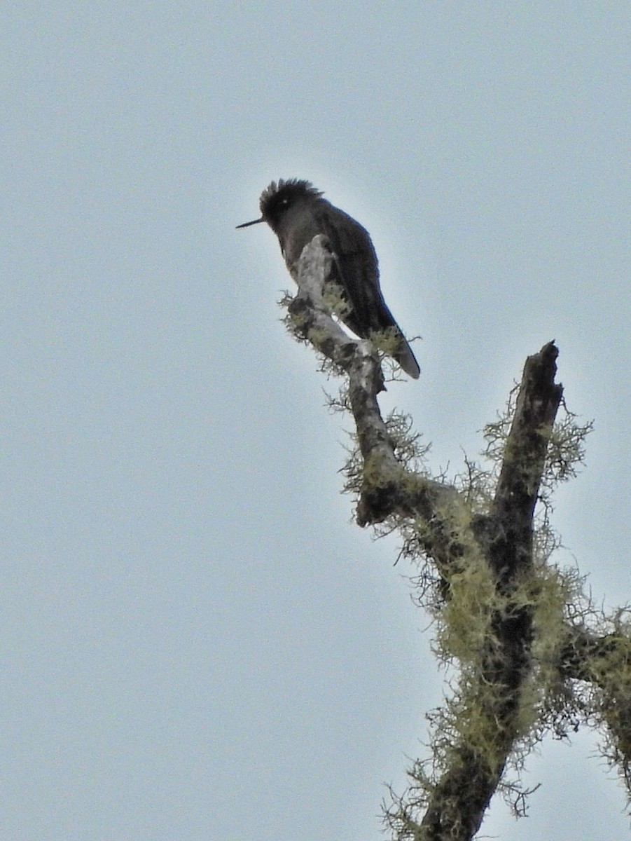 Rainbow-bearded Thornbill - ML644211343