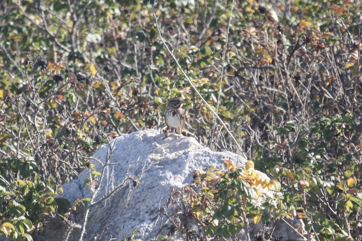 strnadec zpěvný - ML644211346