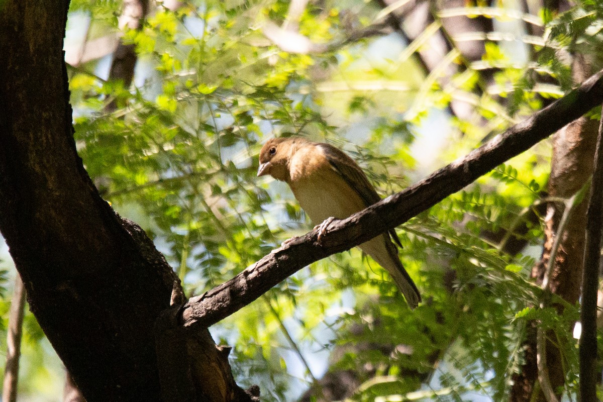 Passerin indigo - ML644211349
