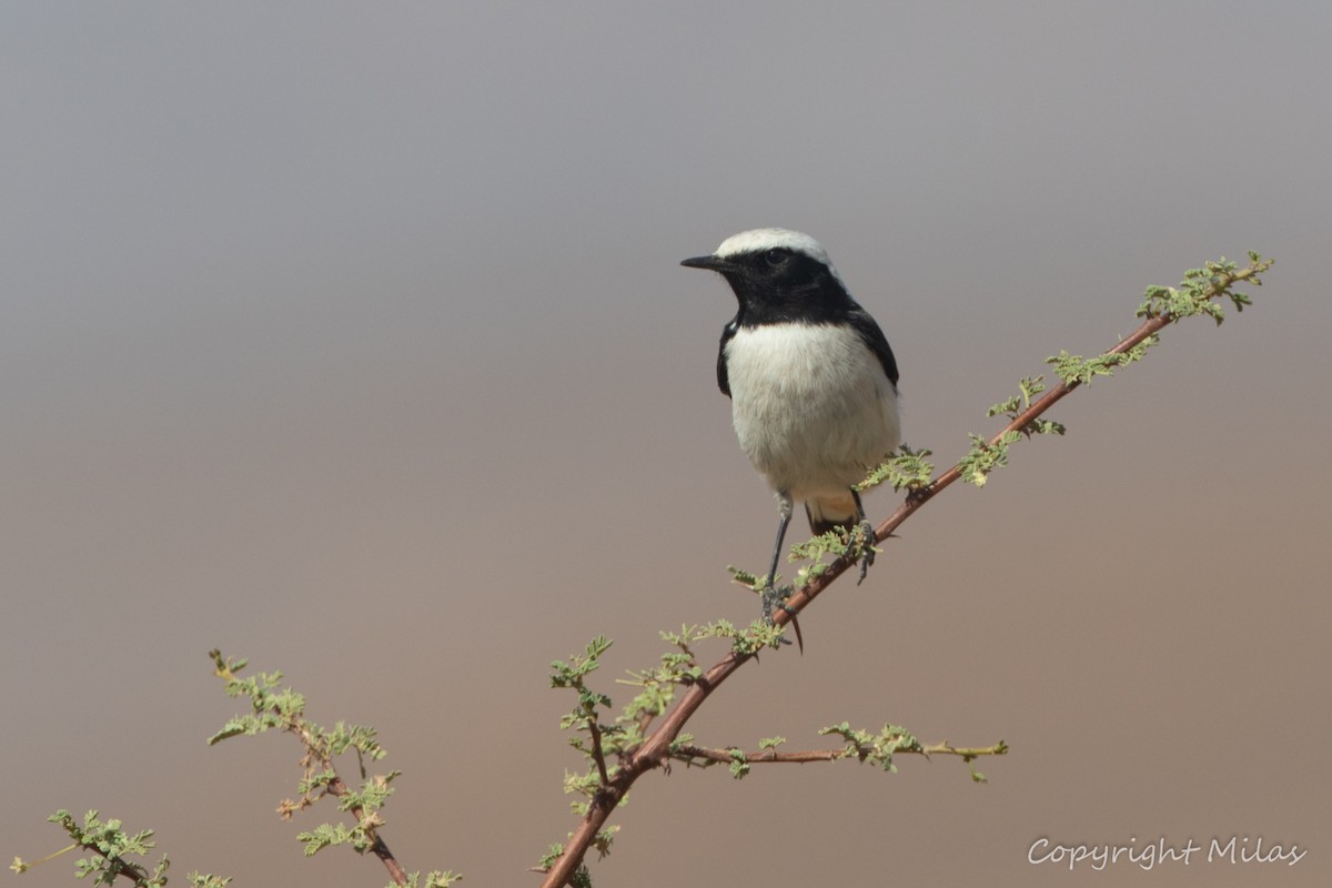 Mourning Wheatear (Maghreb) - ML644211350