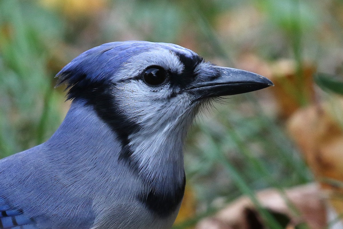 Blue Jay - ML644211364
