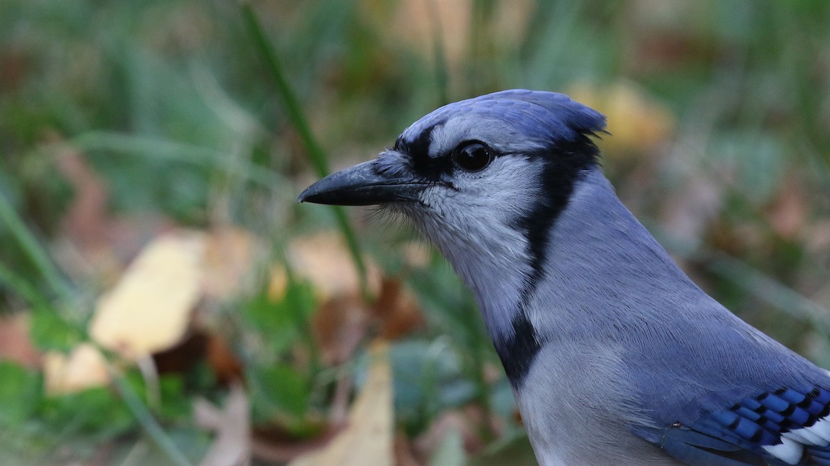 Blue Jay - ML644211369