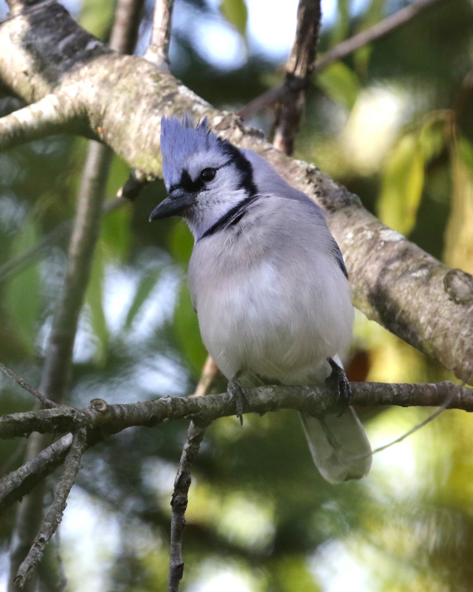 Blue Jay - ML644211372