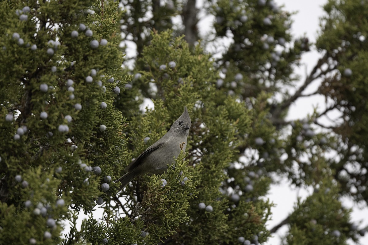 Juniper Titmouse - ML644211379