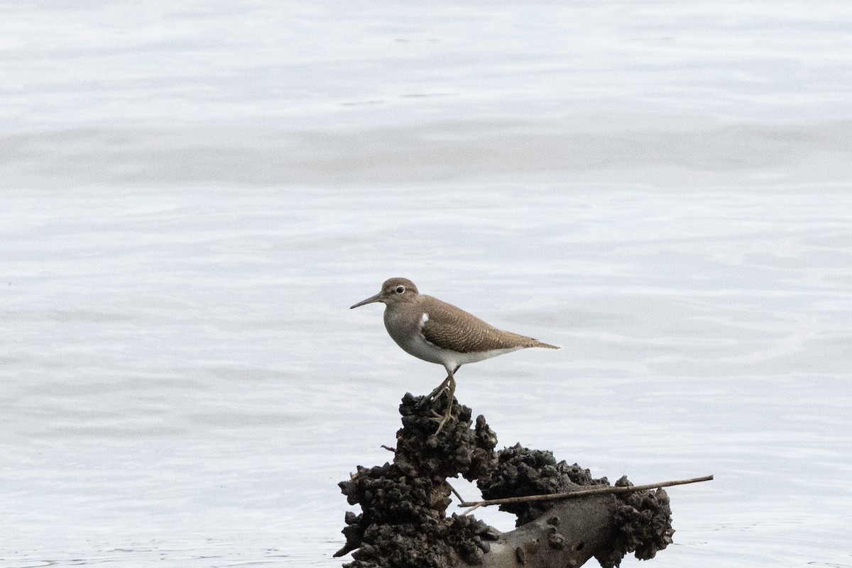Common Sandpiper - ML644211402