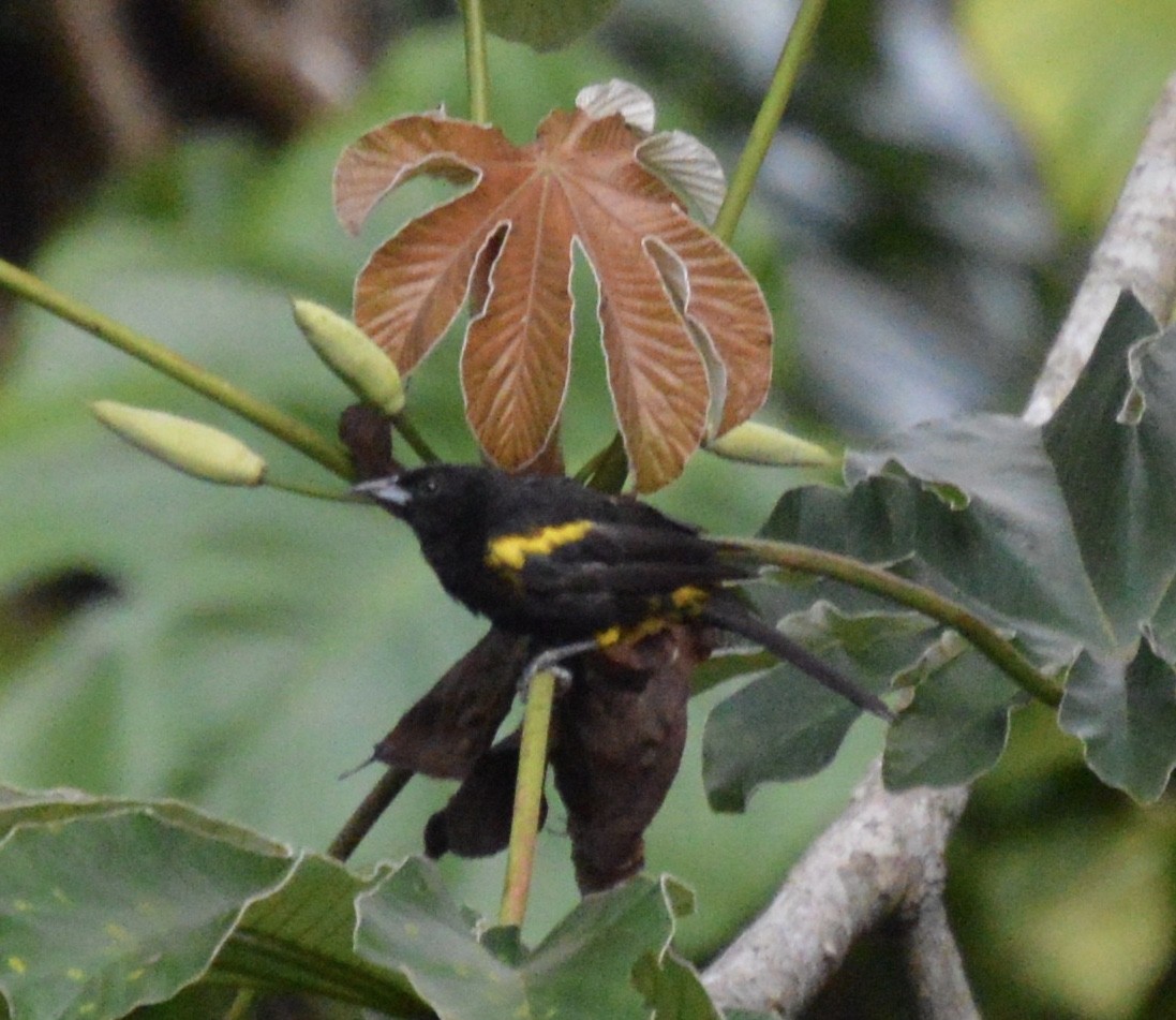 Cuban Oriole - ML64421141