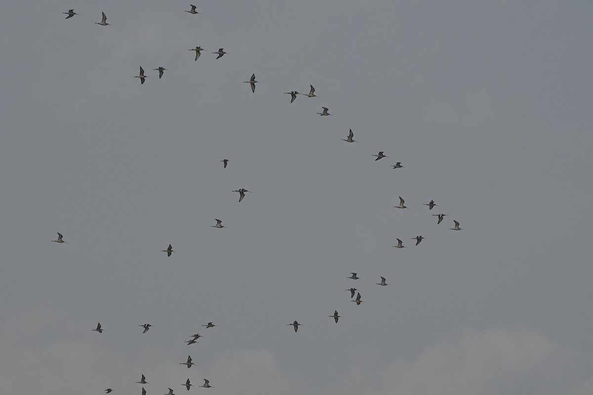 Морин цууцал - ML644211411