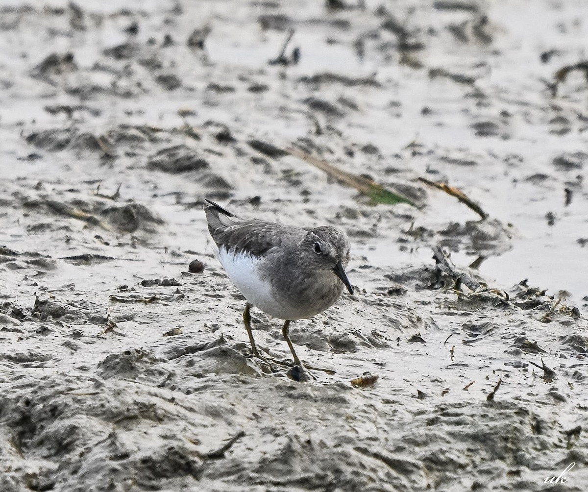 Bécasseau de Temminck - ML644211431