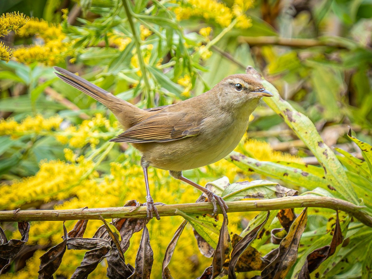 Manchurian Bush Warbler - ML644211433