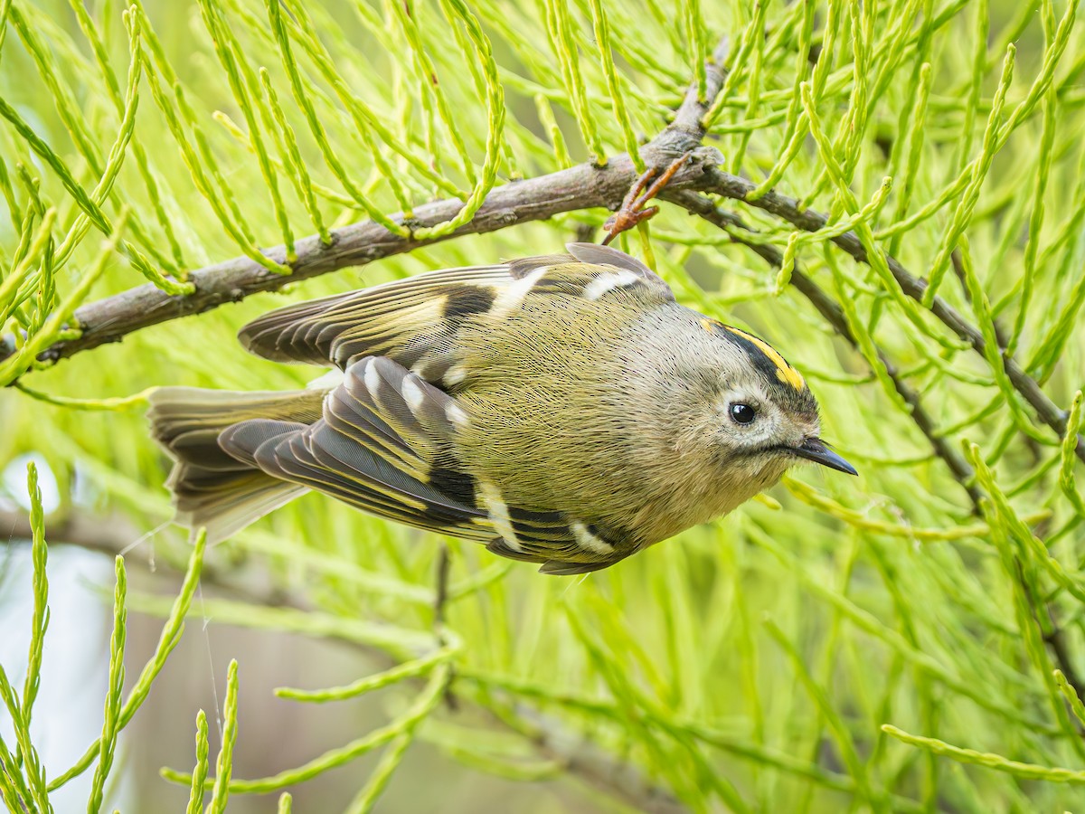 Goldcrest - ML644211436