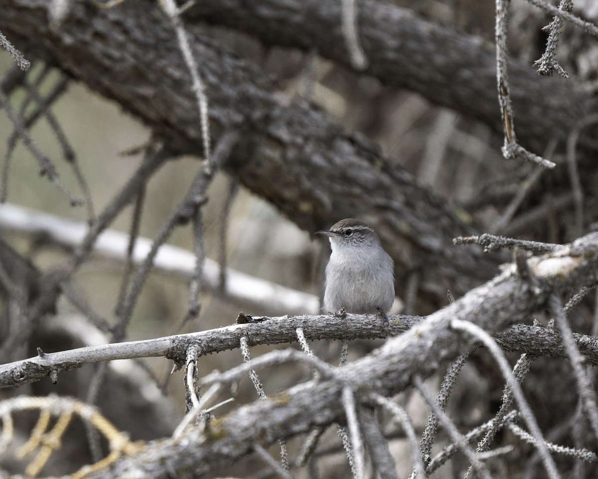 Підбуреник - ML644211437