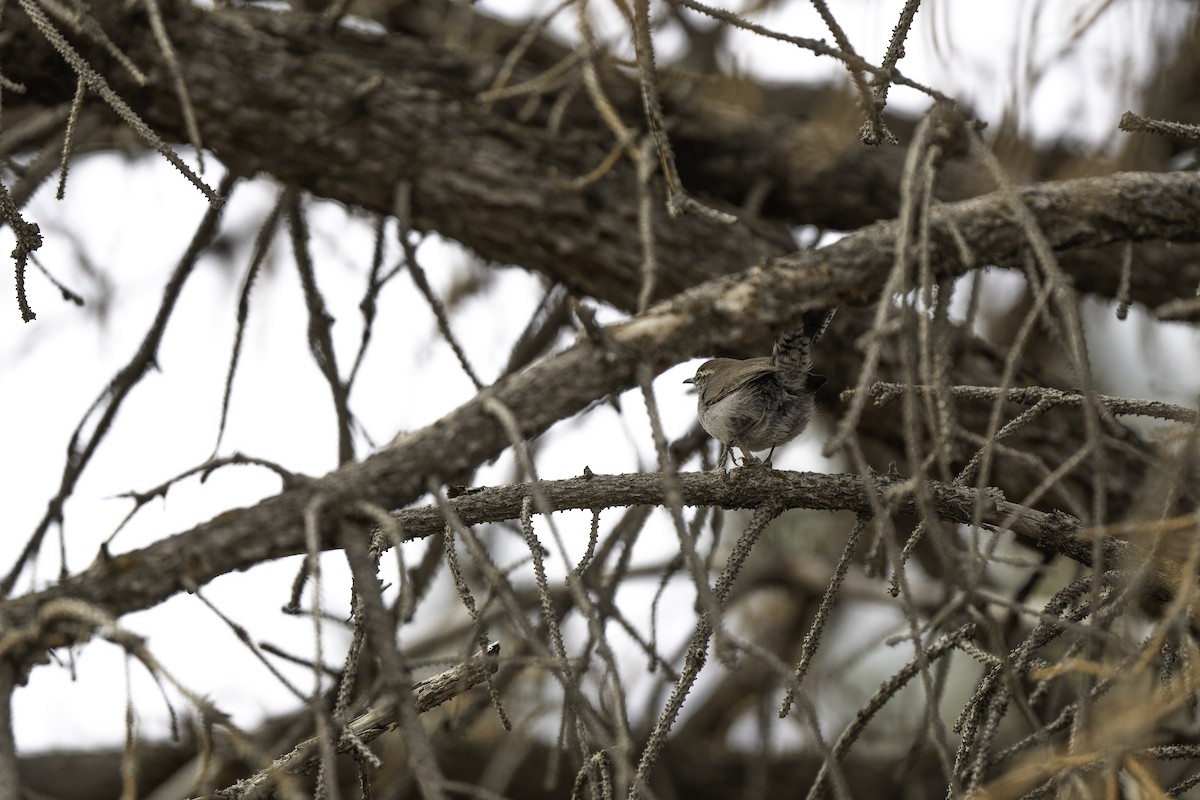 Підбуреник - ML644211438