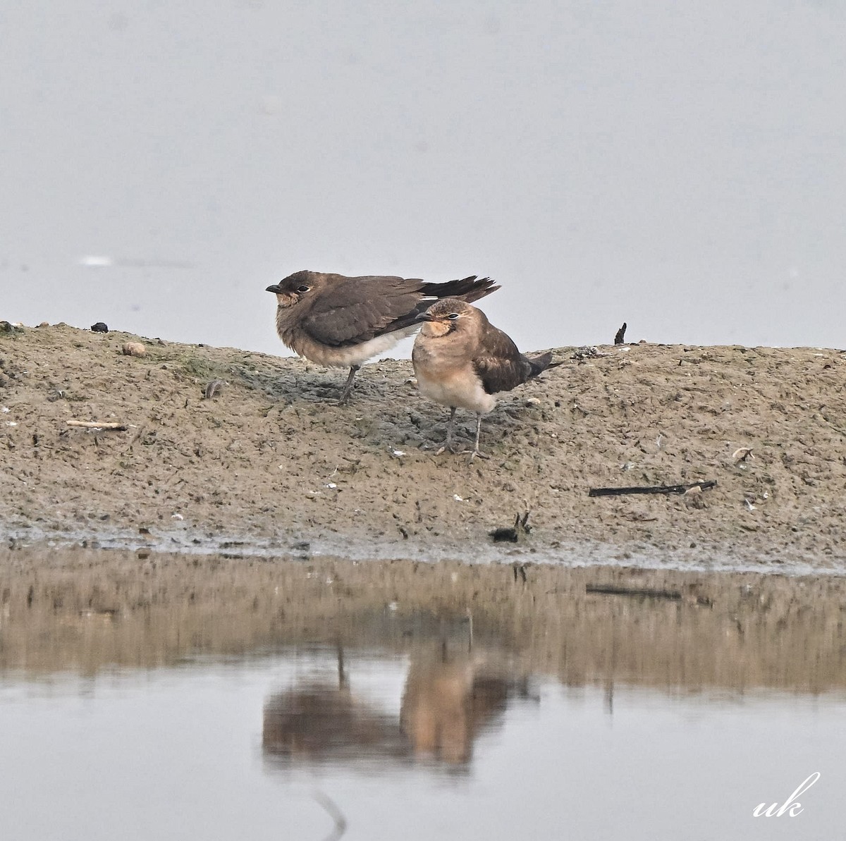 ツバメチドリ - ML644211448