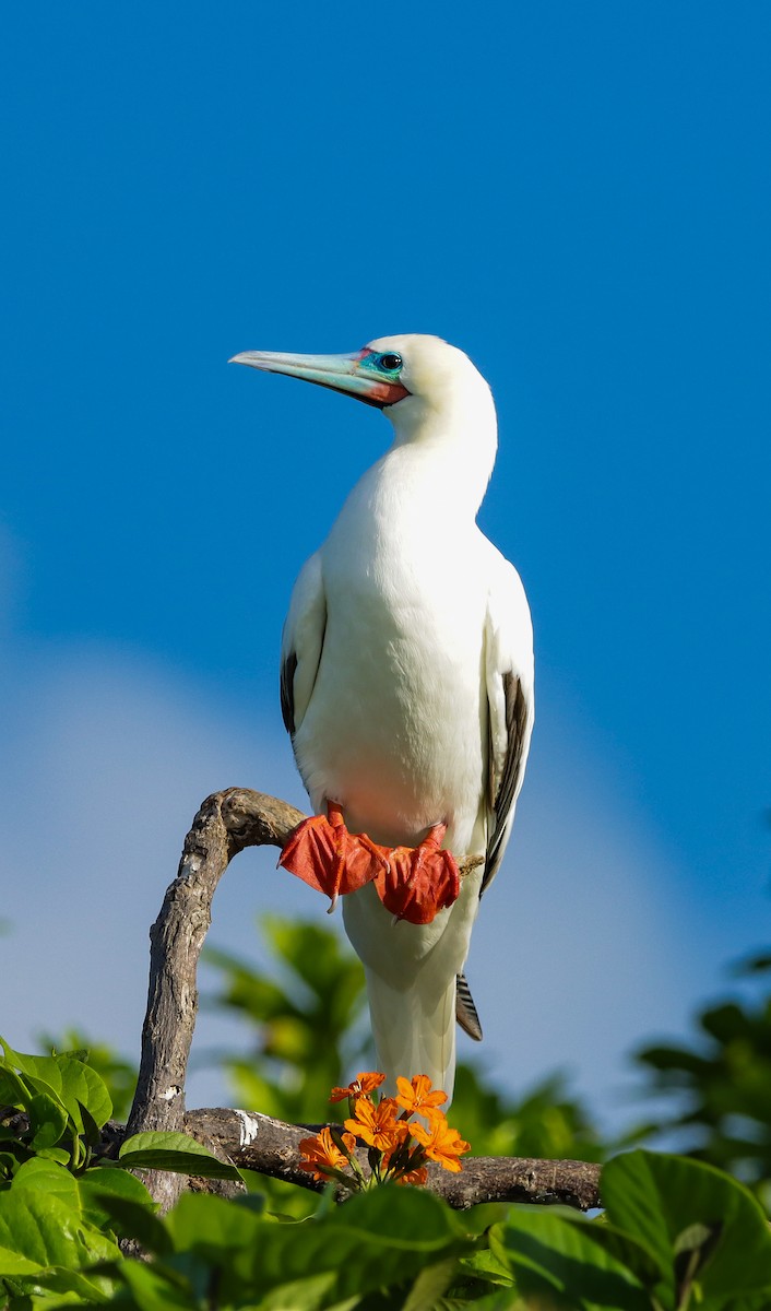 Red-footed Booby - ML644211455