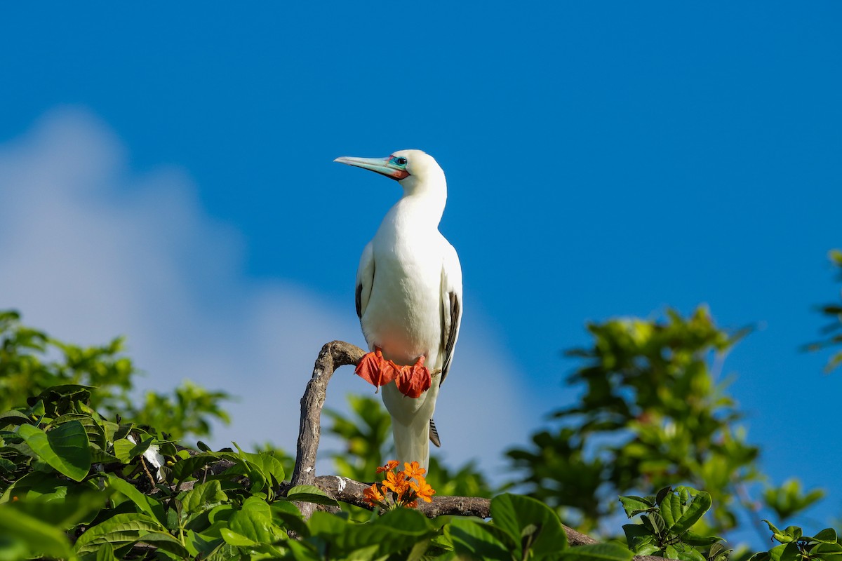 Red-footed Booby - ML644211456