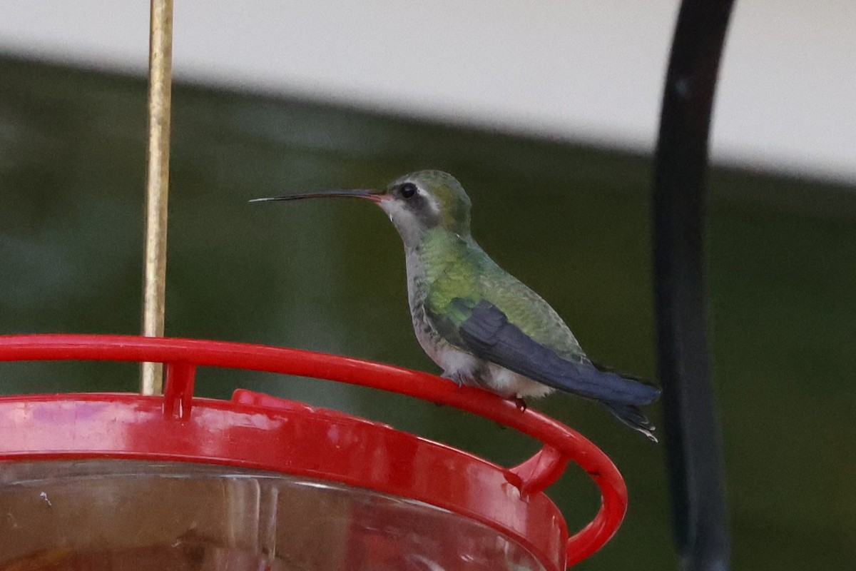 Broad-billed Hummingbird - ML644211491