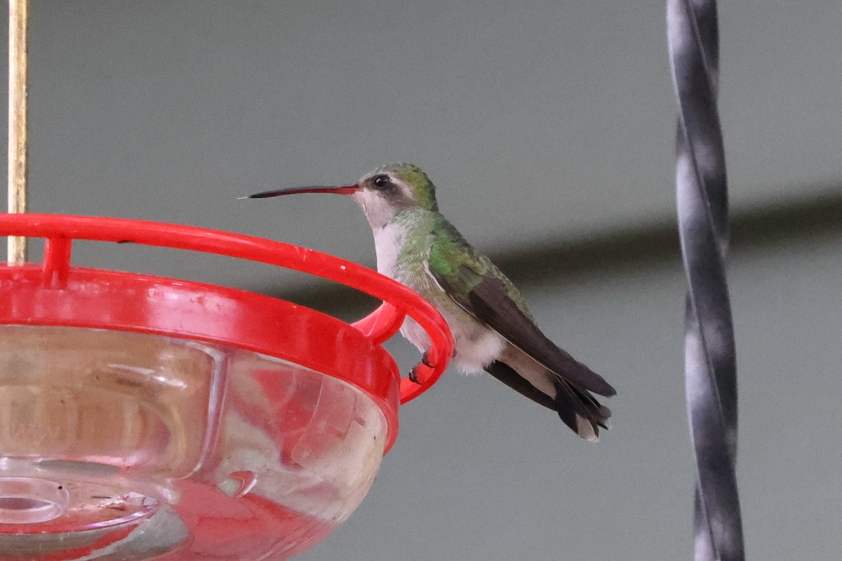 Broad-billed Hummingbird - ML644211501
