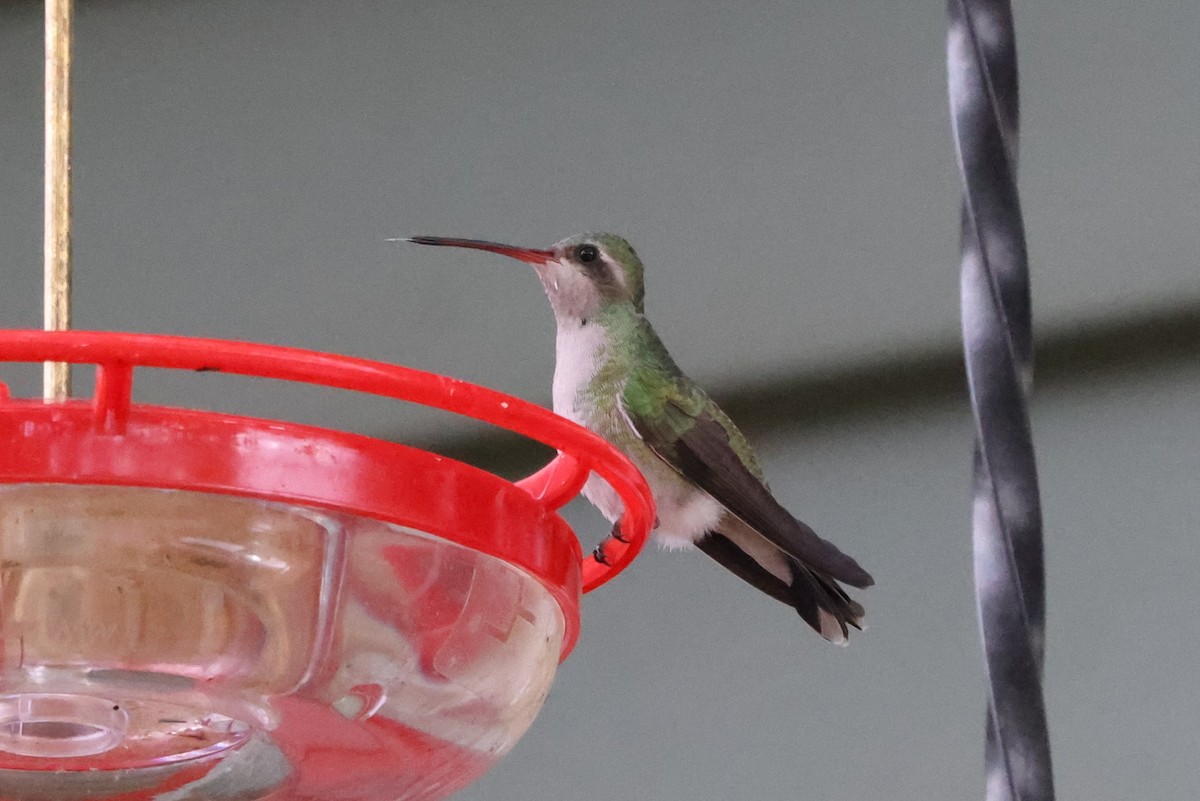 Broad-billed Hummingbird - ML644211502