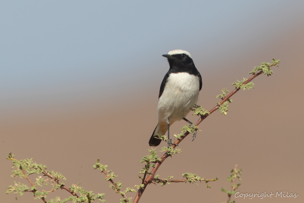Mourning Wheatear (Maghreb) - ML644211504