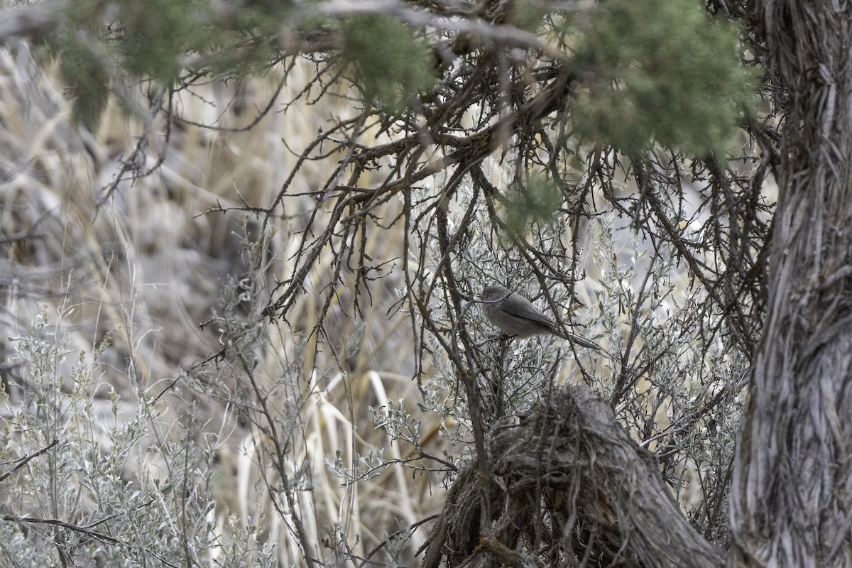 Bushtit (Interior) - ML644211505