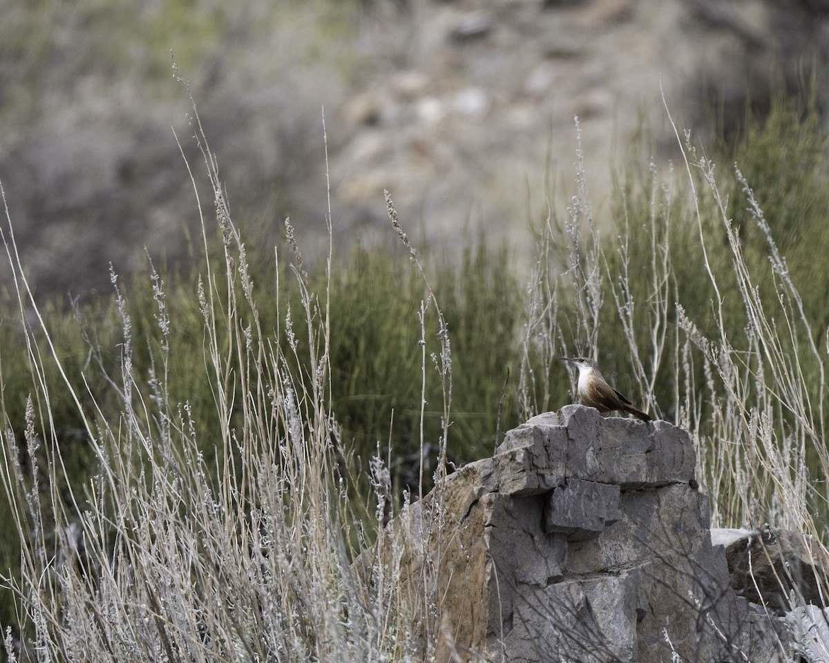 Canyon Wren - ML644211517