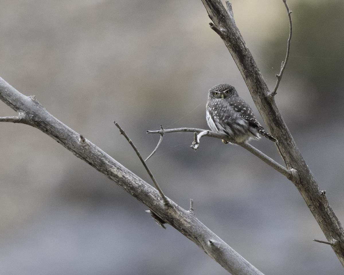 Northern Pygmy-Owl (Rocky Mts.) - ML644211525