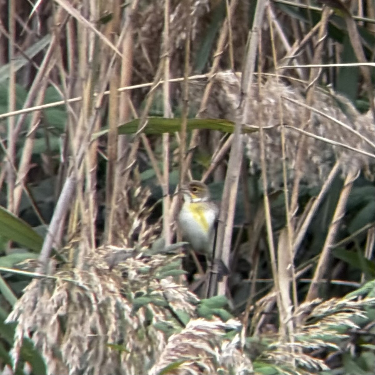 Dickcissel - ML644211528