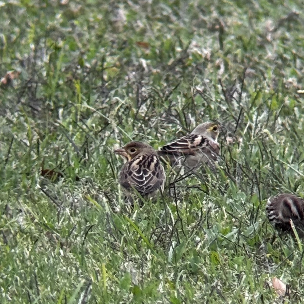 Dickcissel - ML644211529