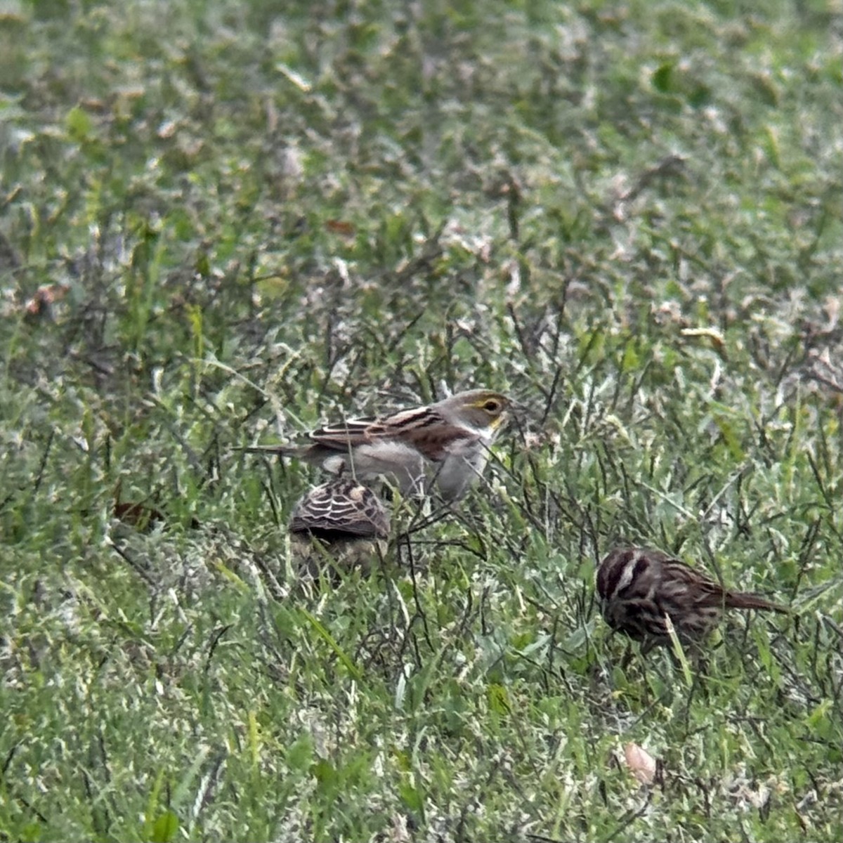 Dickcissel - ML644211530