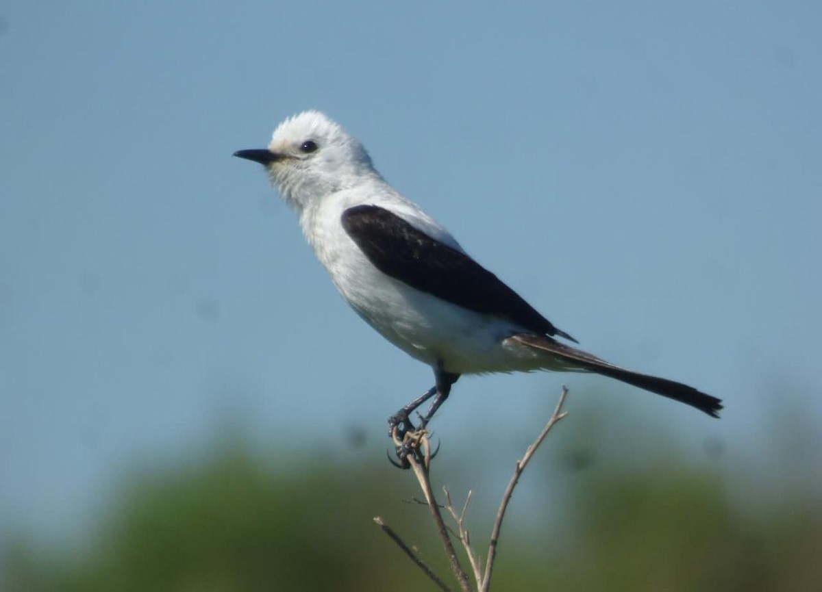 Black-and-white Monjita - ML644211550