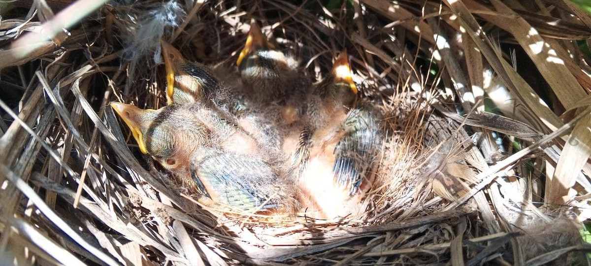 Black-and-white Monjita - ML644211565