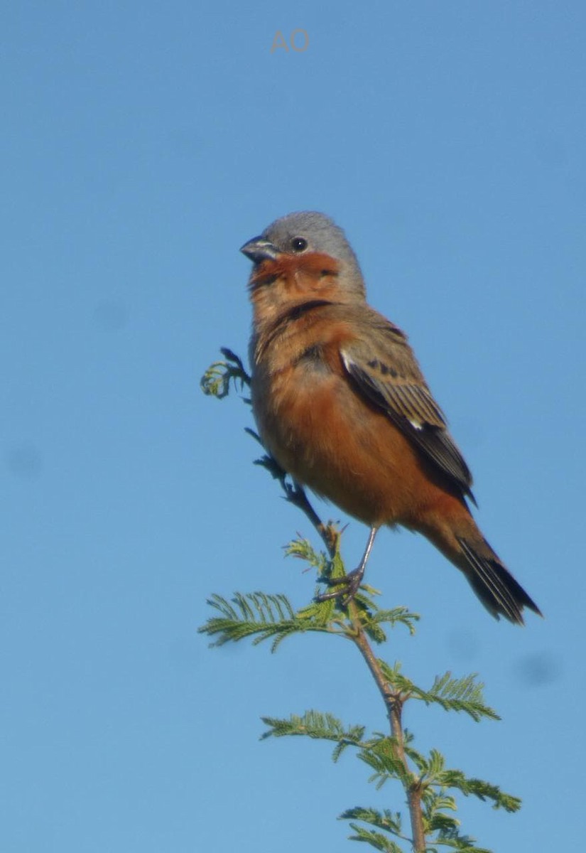 チャバラヒメウソ - ML644211569