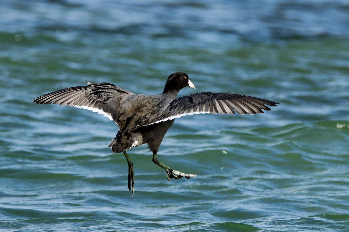 American Coot - ML644211575
