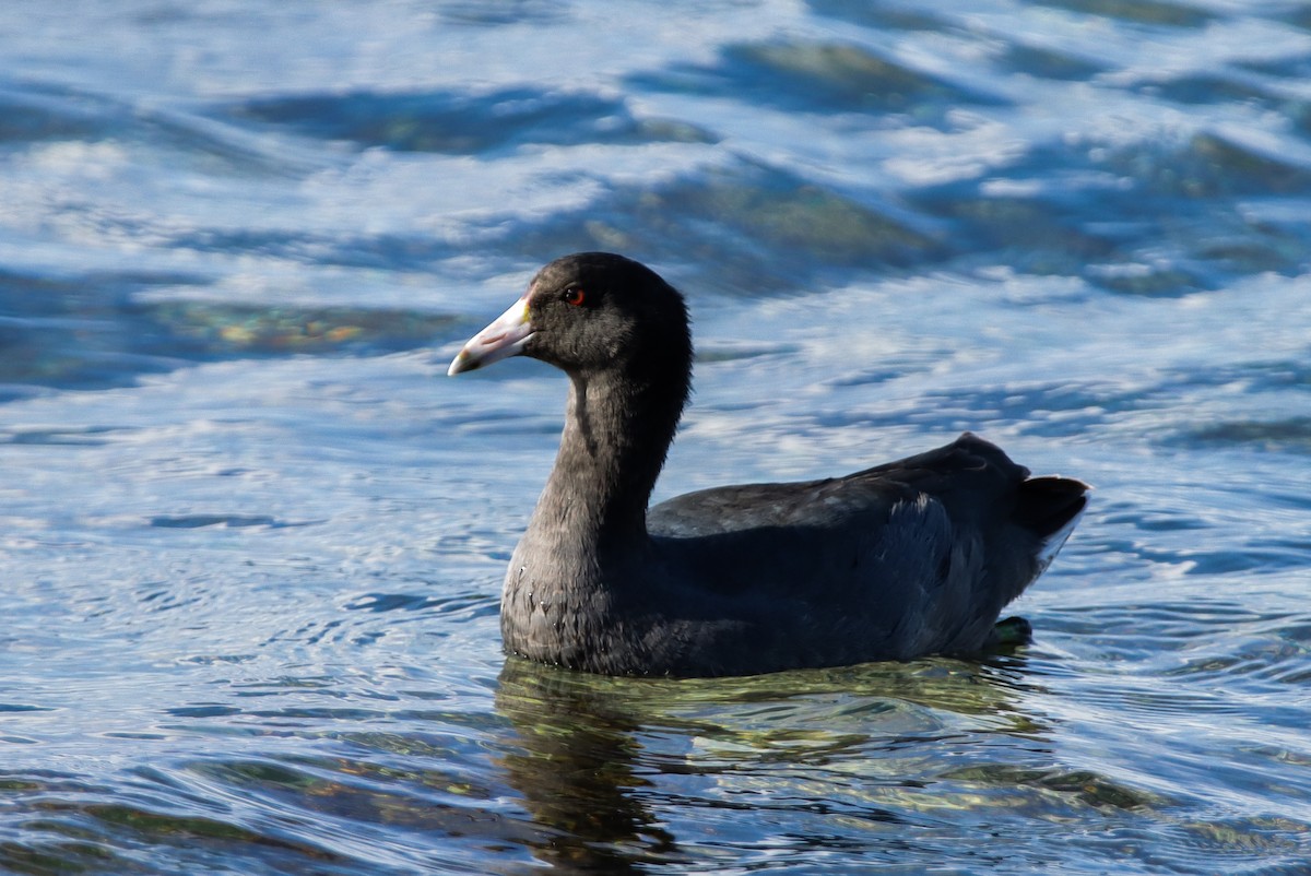 American Coot - ML644211576