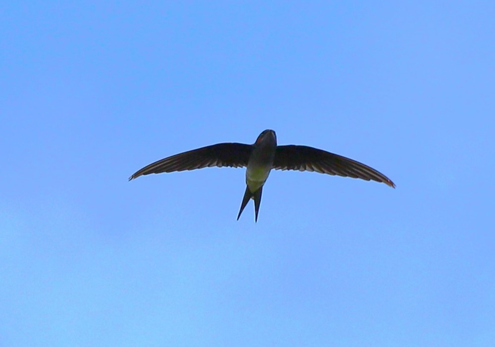 カンムリアマツバメ - ML644211593