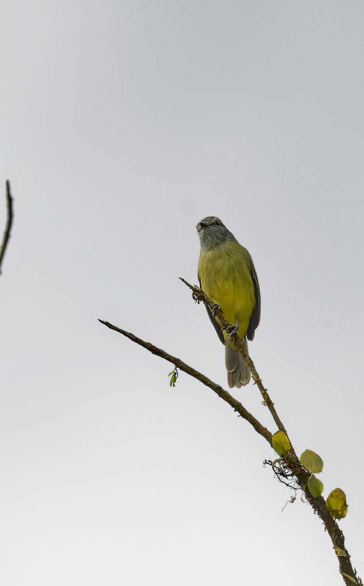 Yellow-crowned Tyrannulet - ML644211597