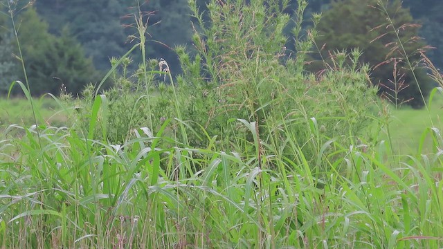 Sedge Wren - ML644211605