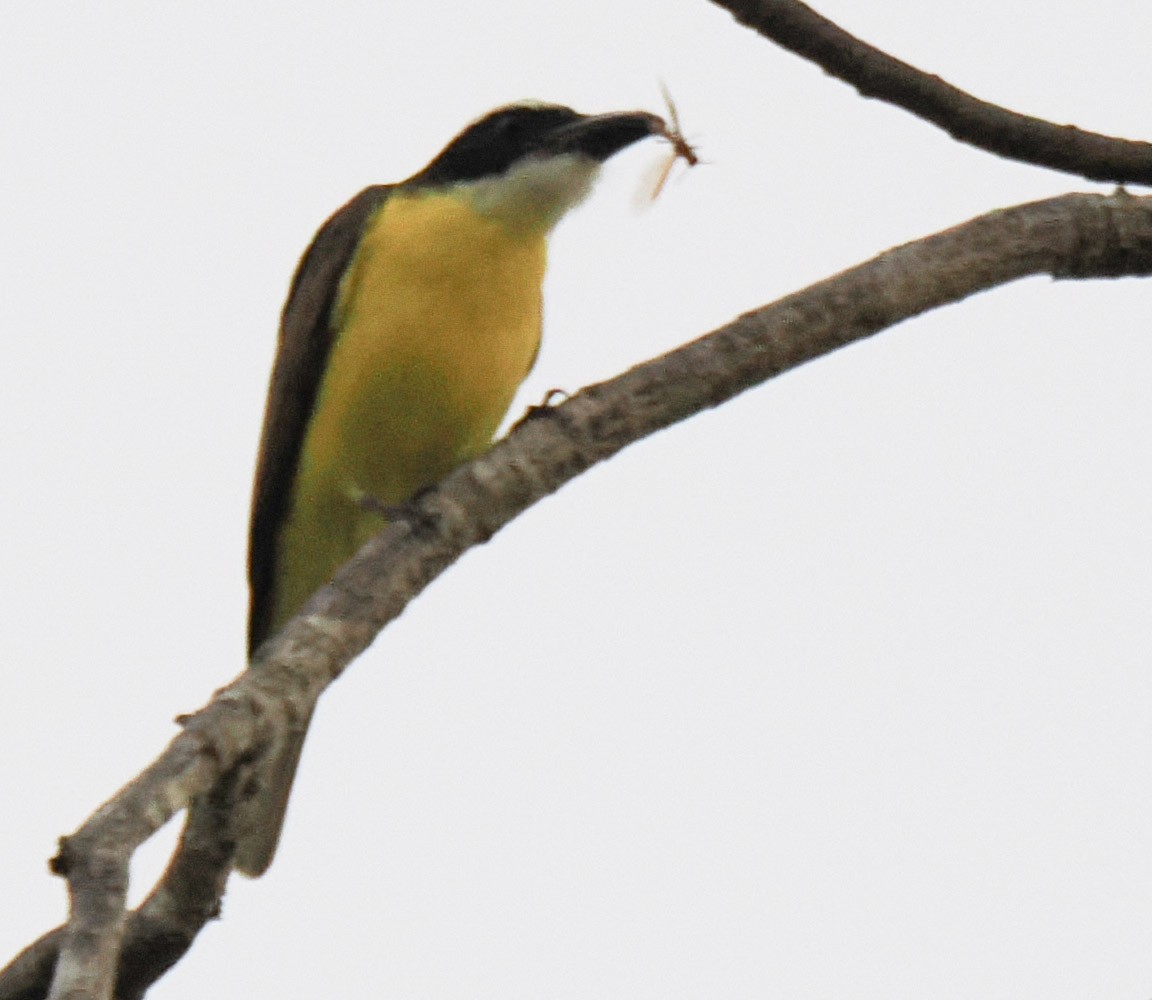 Boat-billed Flycatcher - ML644211624