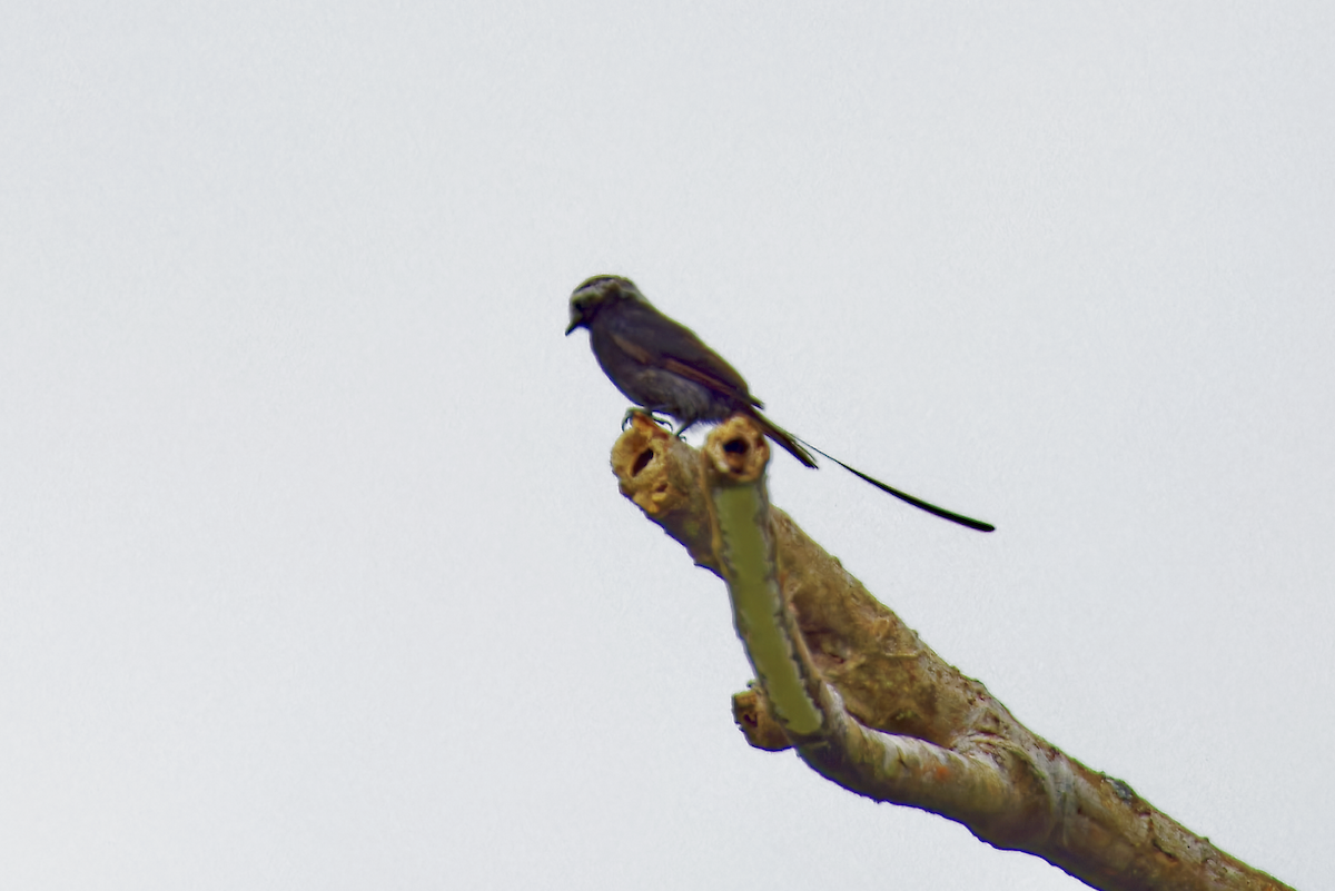 Moucherolle à longs brins - ML644211627