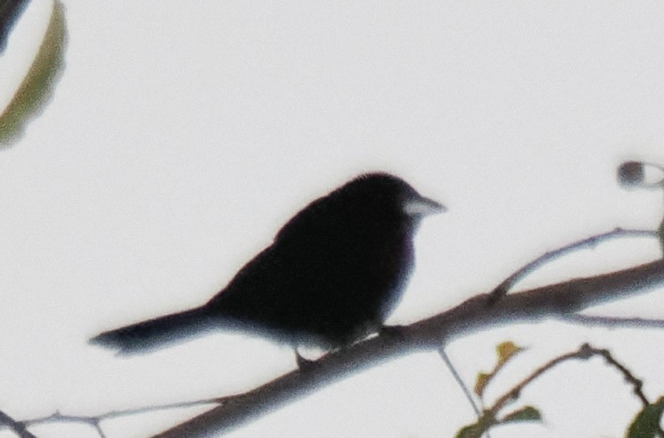 Silver-beaked Tanager - ML644211630