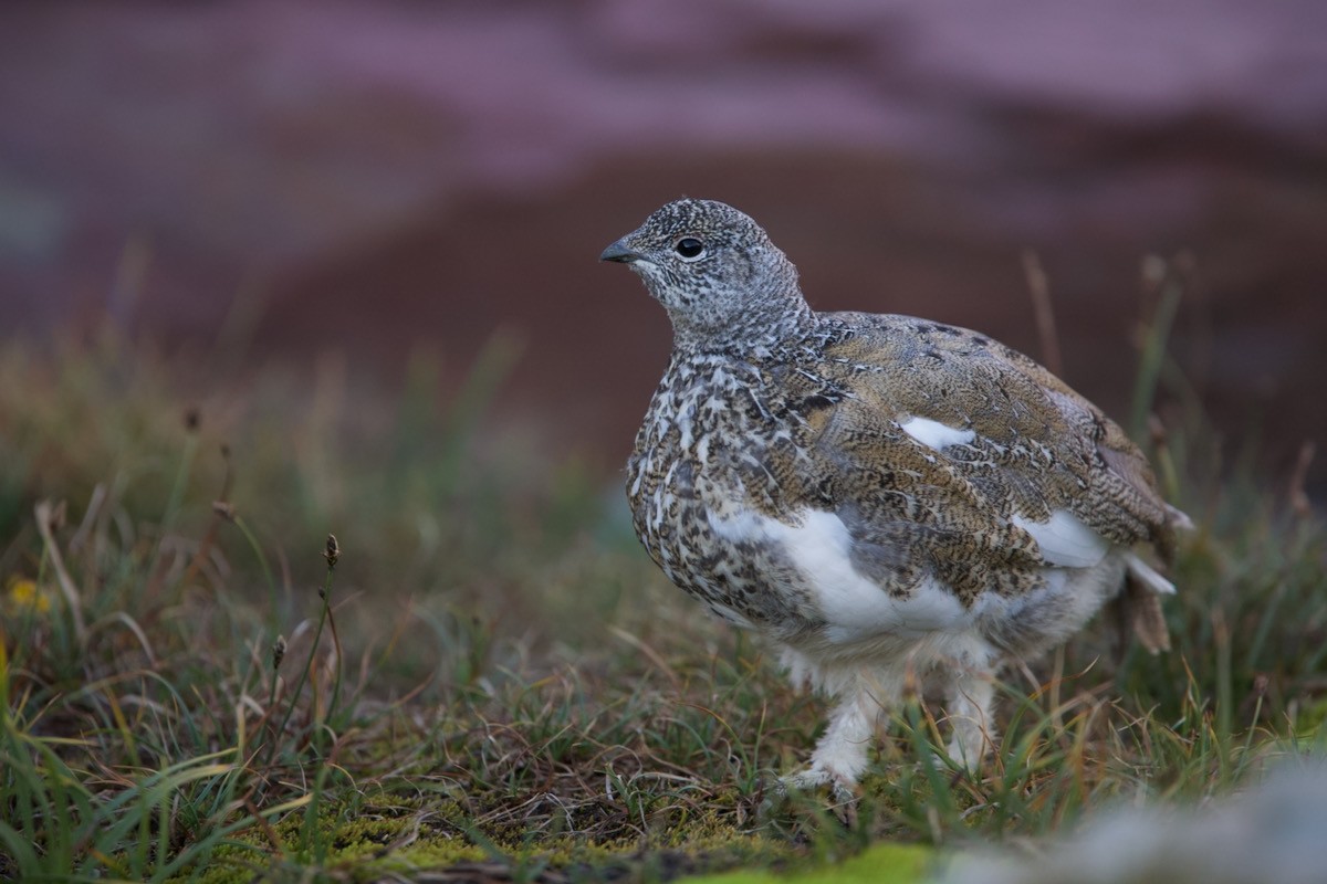 hvitstjertrype - ML644211643