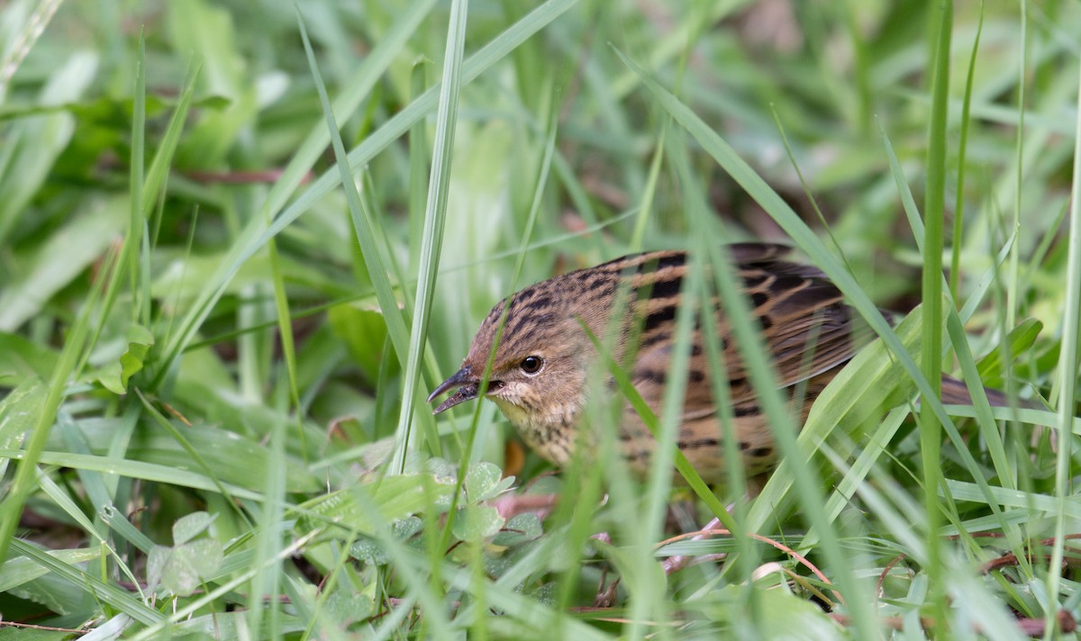cvrčilka žíhaná - ML644211646