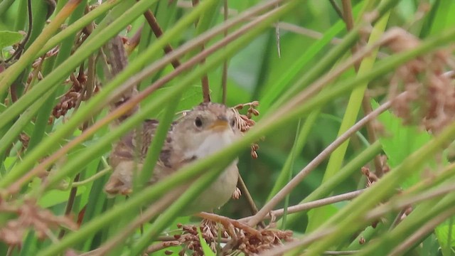 Sedge Wren - ML644211648