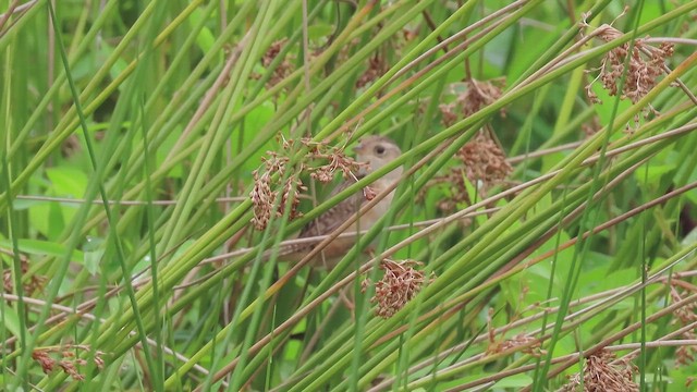 Sedge Wren - ML644211649
