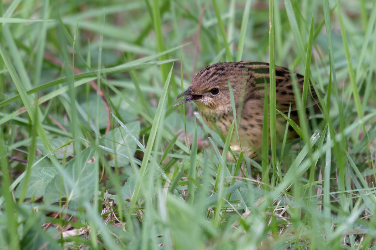 cvrčilka žíhaná - ML644211650