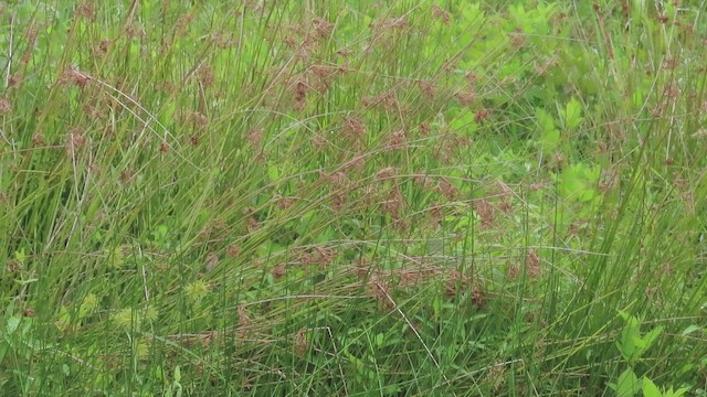Sedge Wren - ML644211651