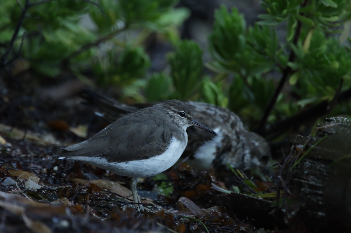 Piro piro macchiato - ML644211675