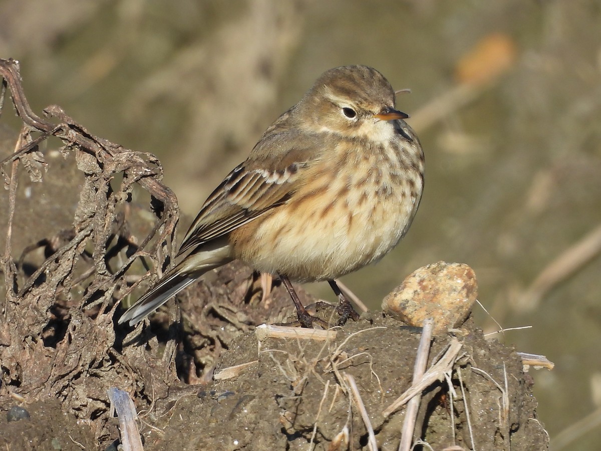 American Pipit - ML644211694